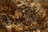 Beautiful Petrified Wood (Araucaria) Round - Madagascar #325564-1